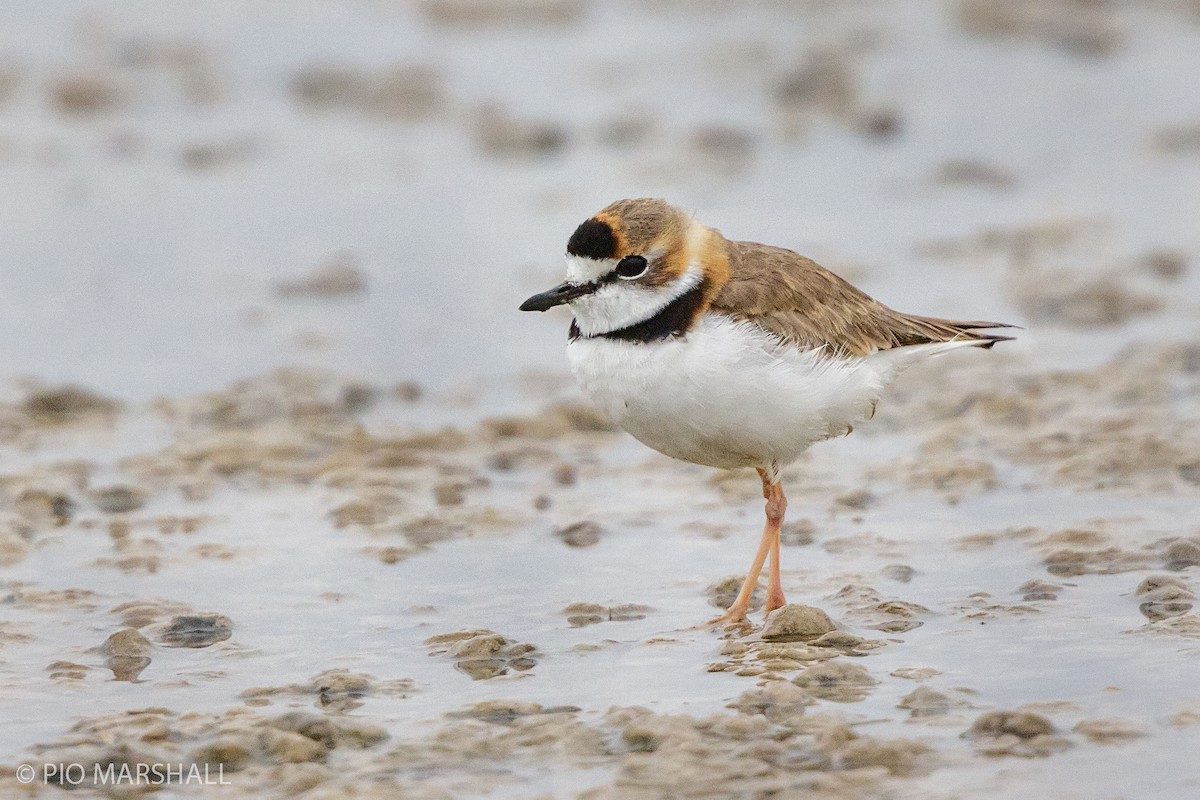 Collared Plover - ML304162571