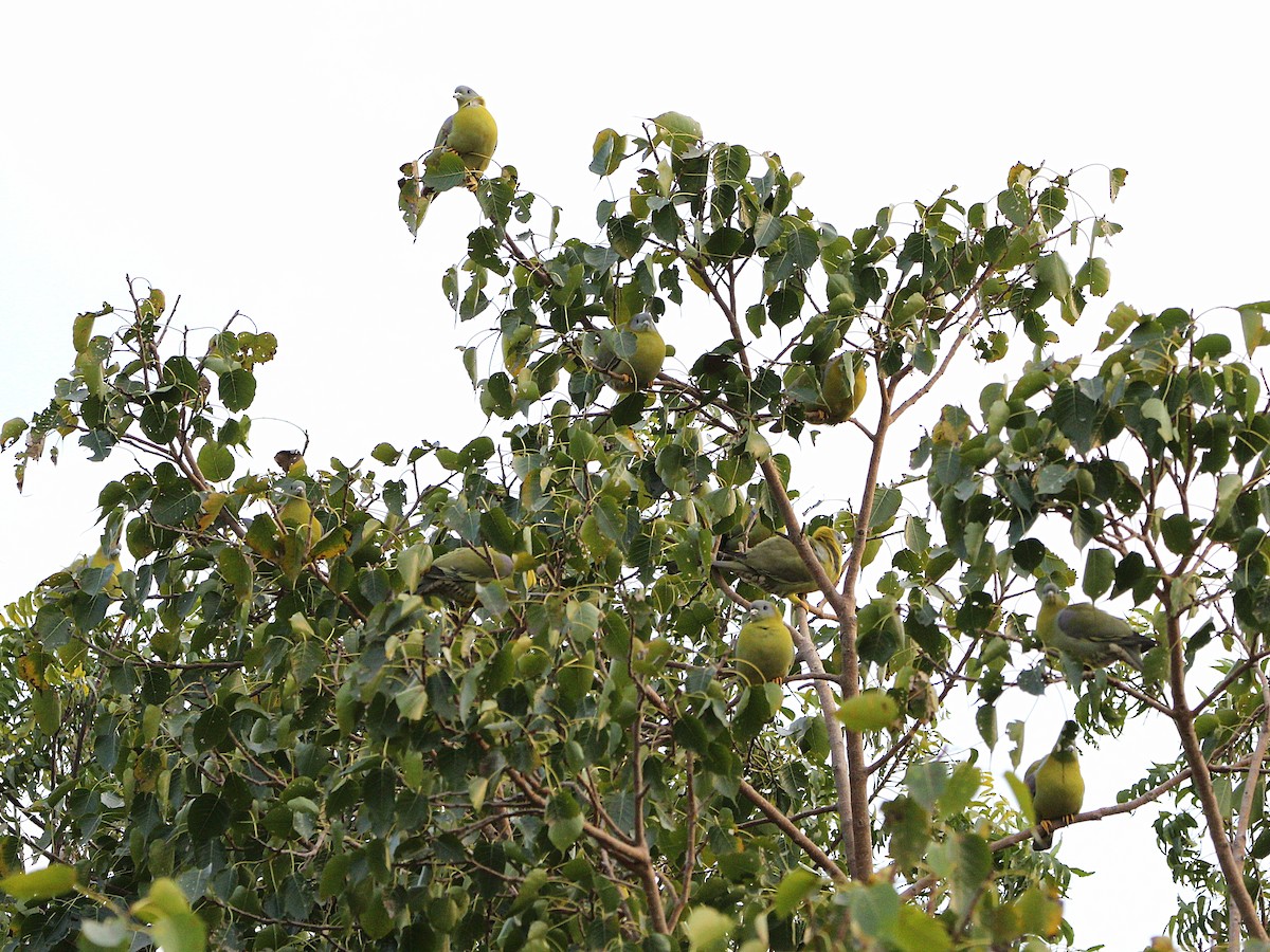 Yellow-footed Green-Pigeon - ML304163651