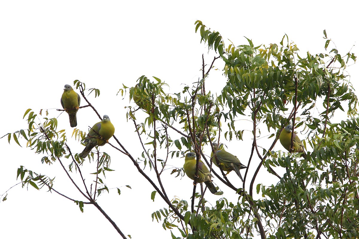 Yellow-footed Green-Pigeon - ML304163661