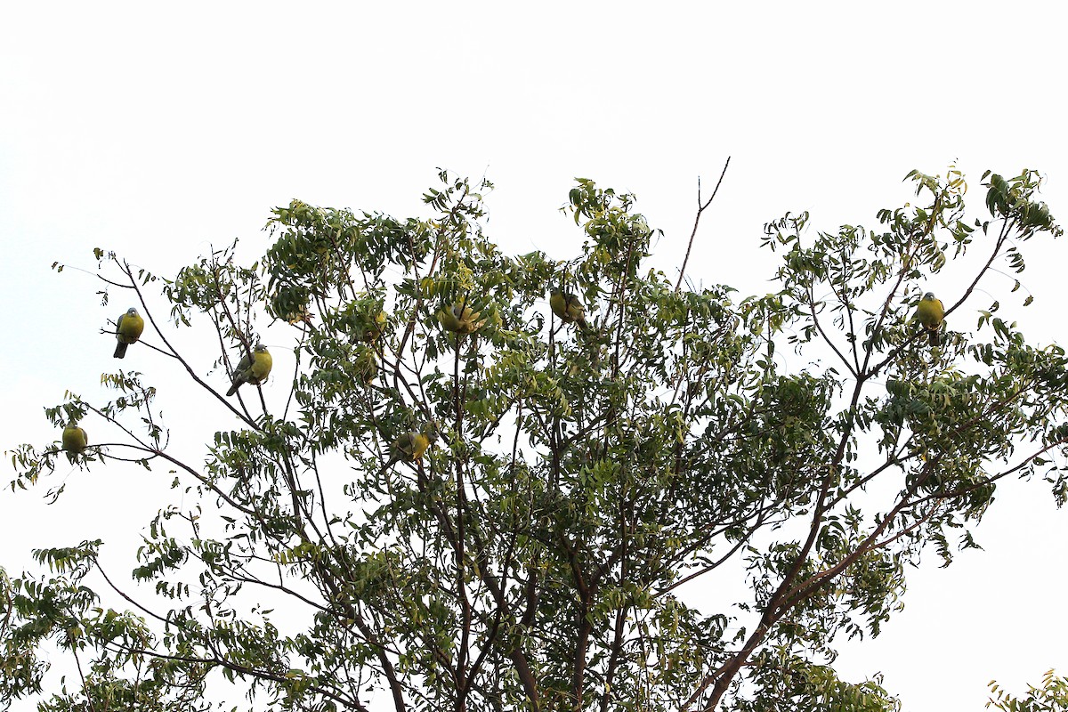 Yellow-footed Green-Pigeon - ML304163671
