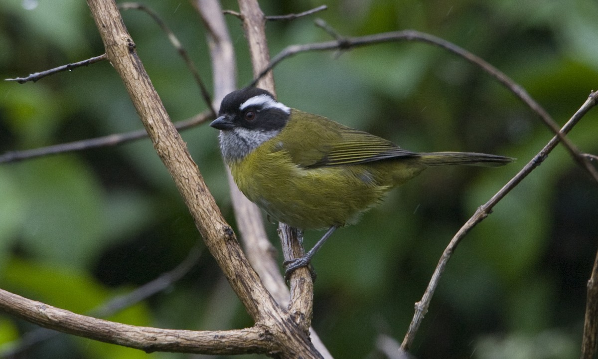 Sooty-capped Chlorospingus - ML30416551