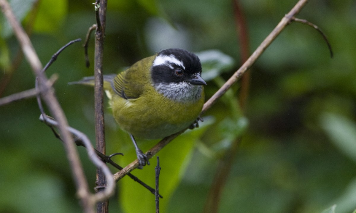 Sooty-capped Chlorospingus - Brian Sullivan