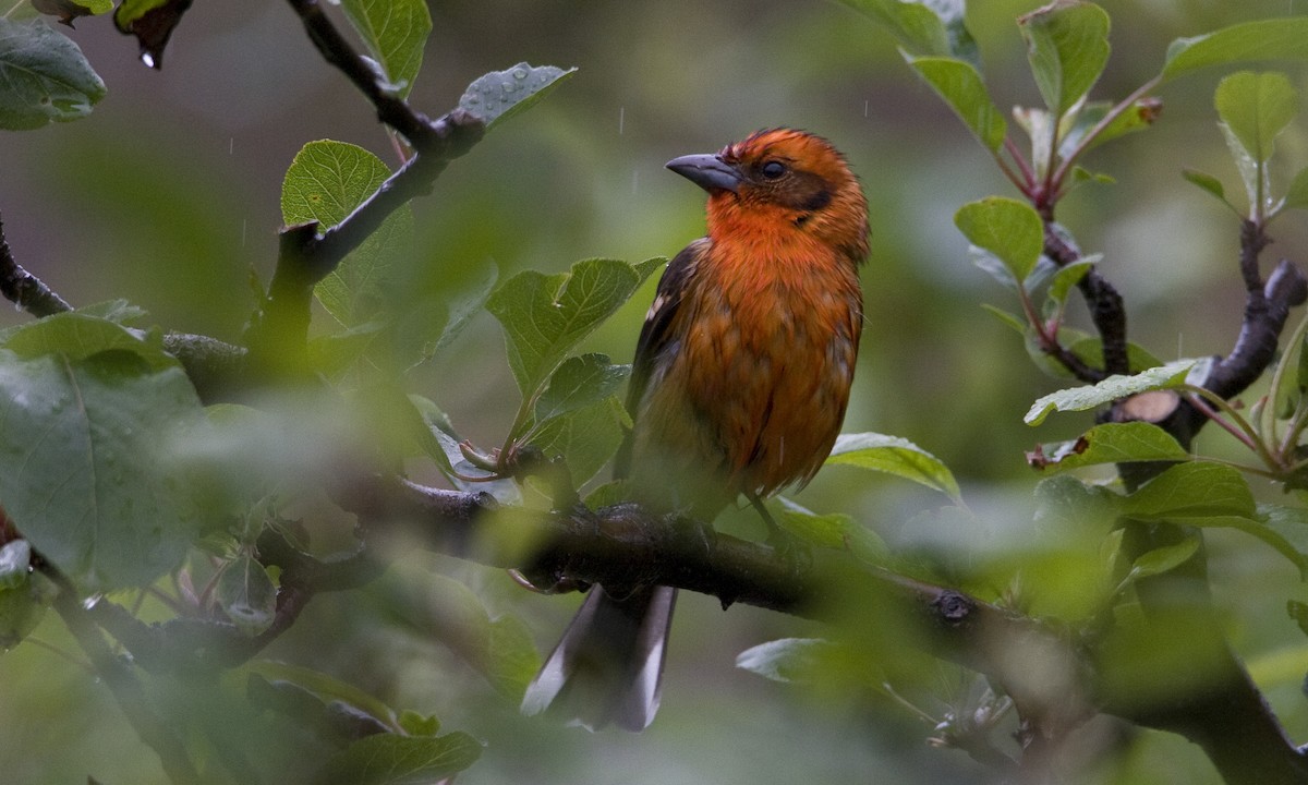 Flame-colored Tanager - ML30416581