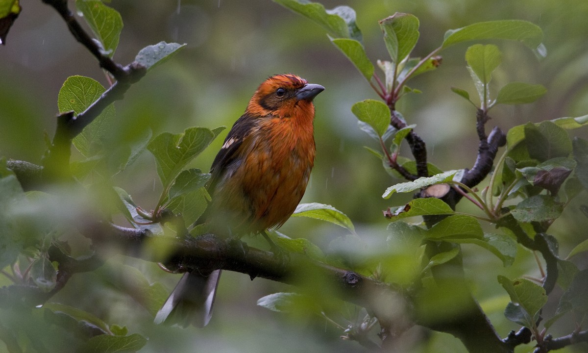 Flame-colored Tanager - ML30416591