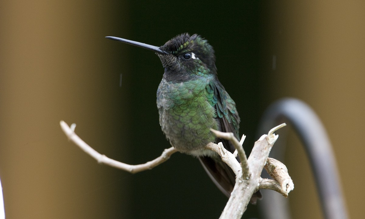 Talamanca Hummingbird - ML30416631