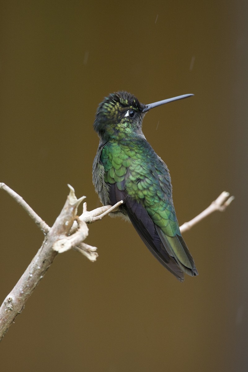Talamanca Hummingbird - ML30416641