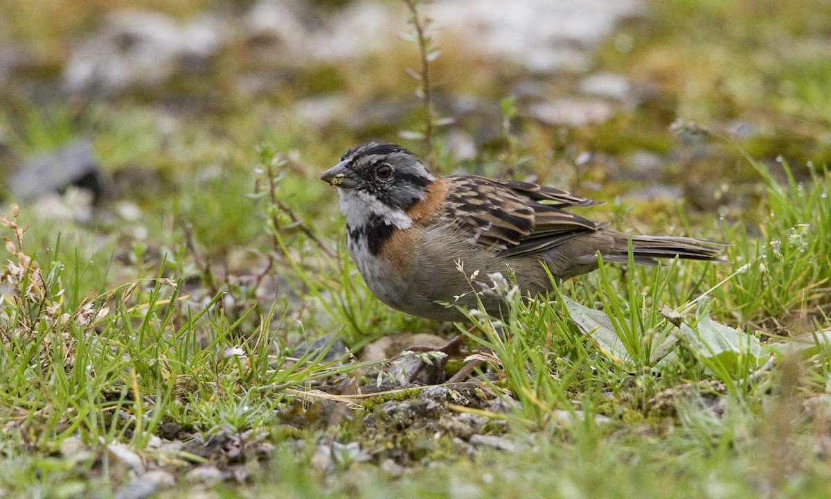 Rufous-collared Sparrow - Brian Sullivan