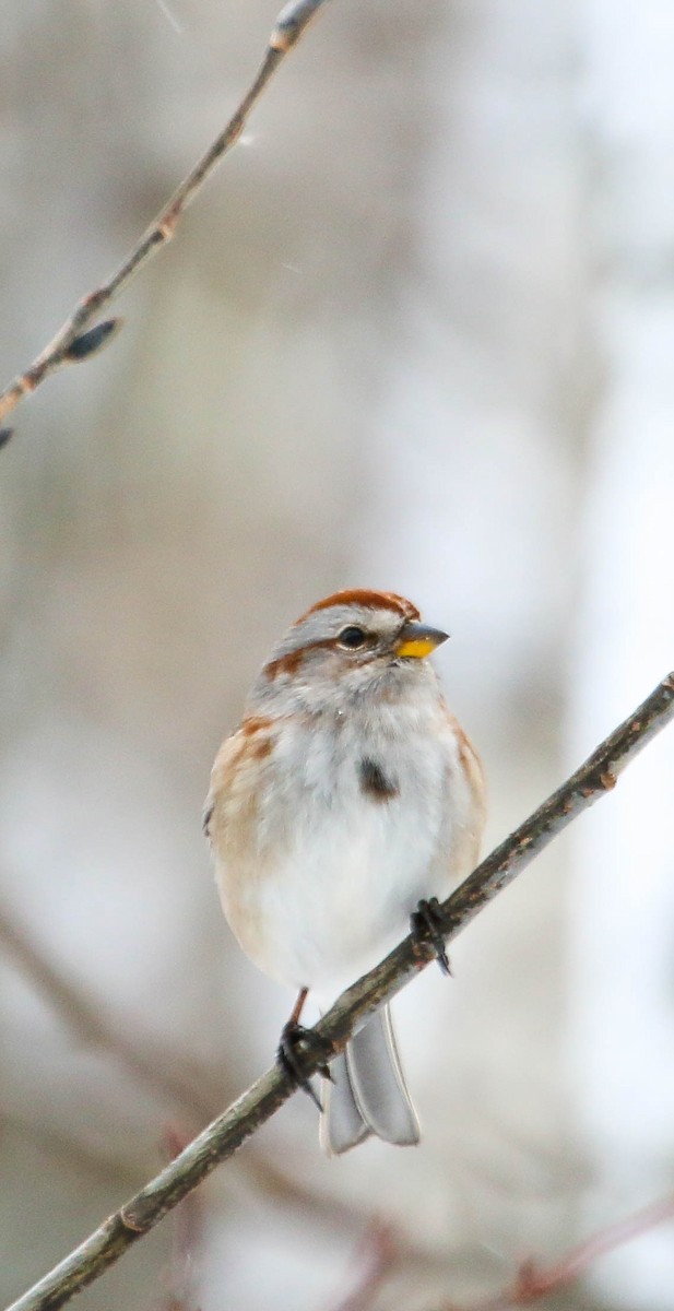 American Tree Sparrow - ML304167121