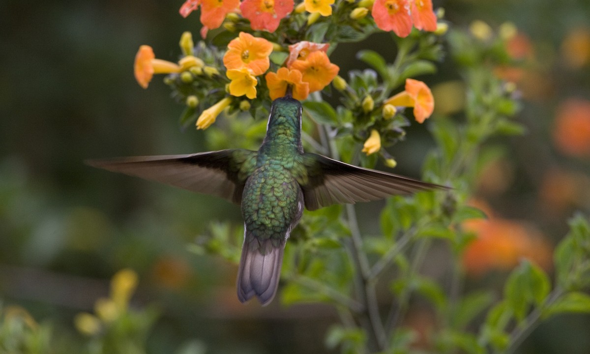 kolibřík pokřovní - ML30416781