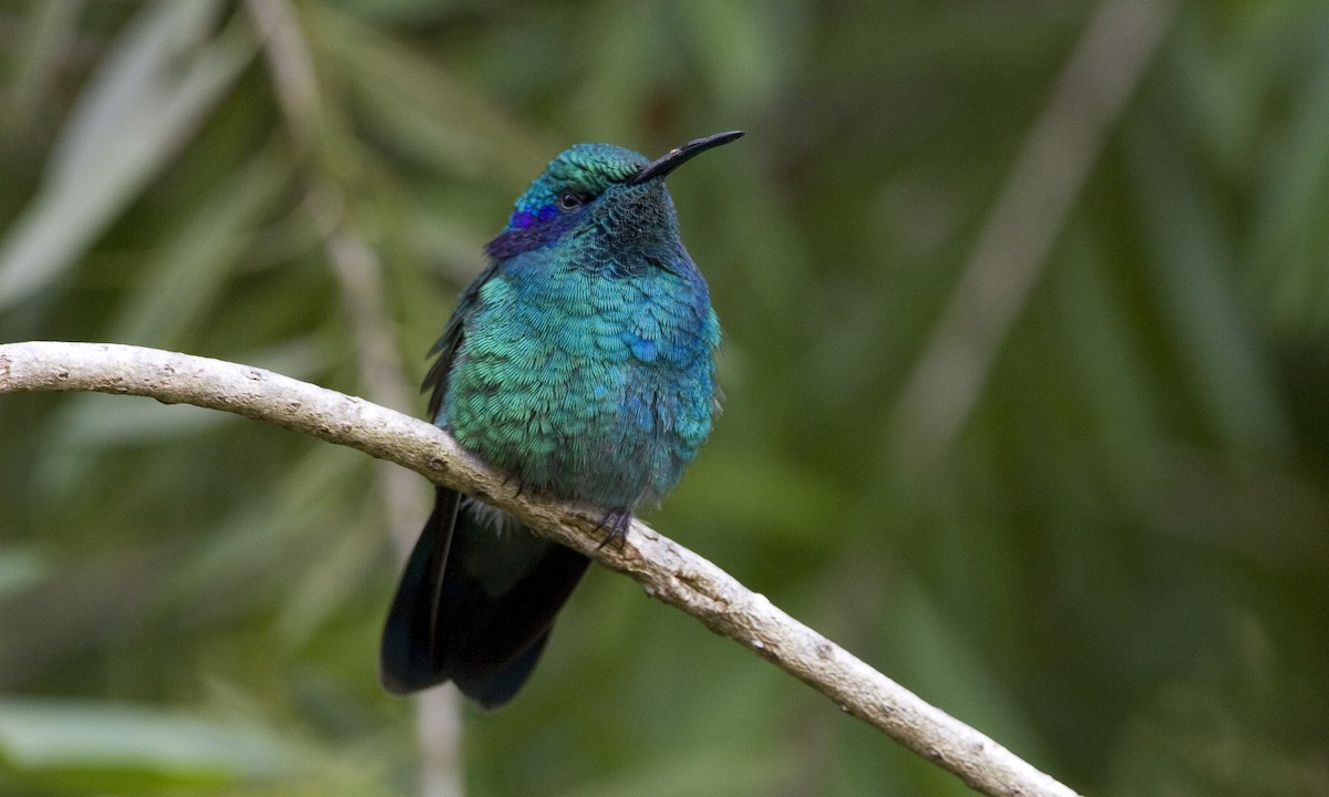 kolibřík modrouchý (ssp. cabanidis) - ML30416811