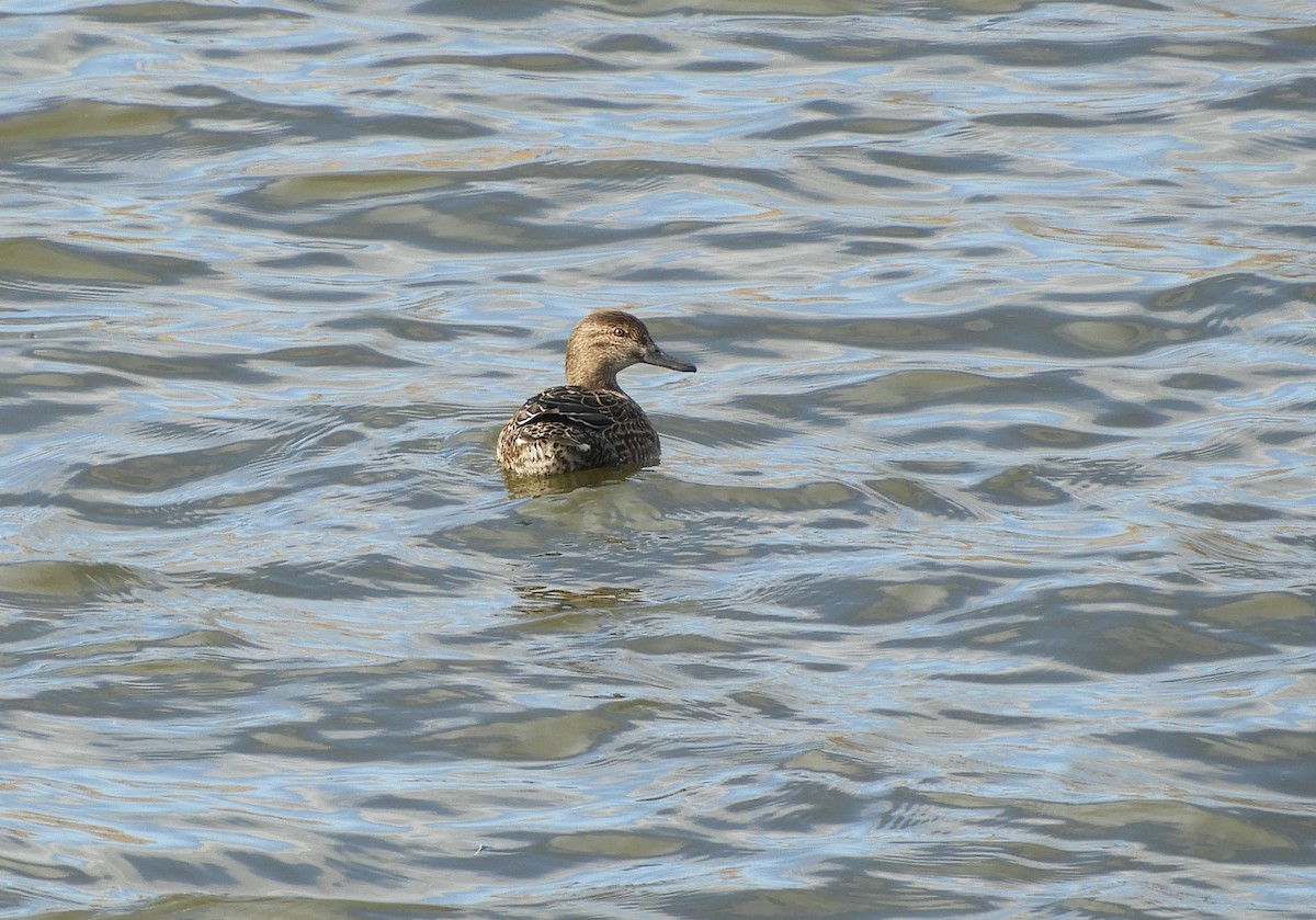 Green-winged Teal - ML304169771