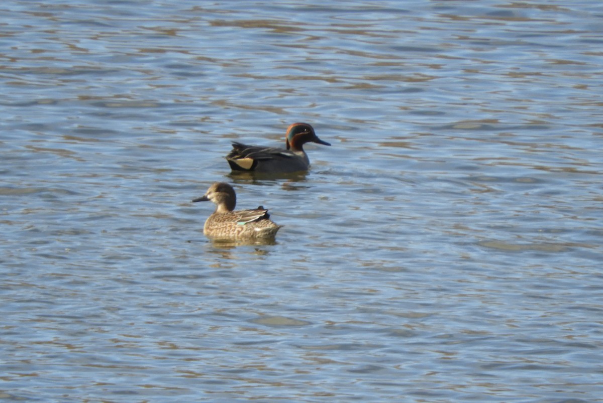 Green-winged Teal - ML304169781
