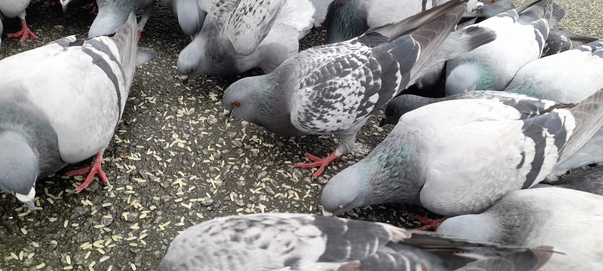 Pigeon biset (forme domestique) - ML304170581
