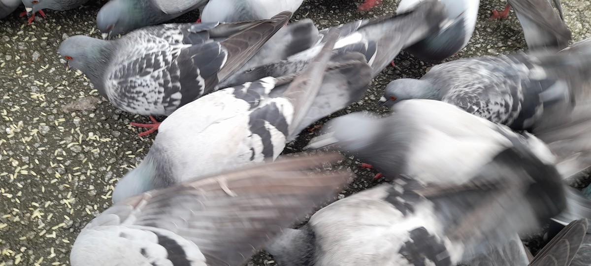Rock Pigeon (Feral Pigeon) - ML304170591