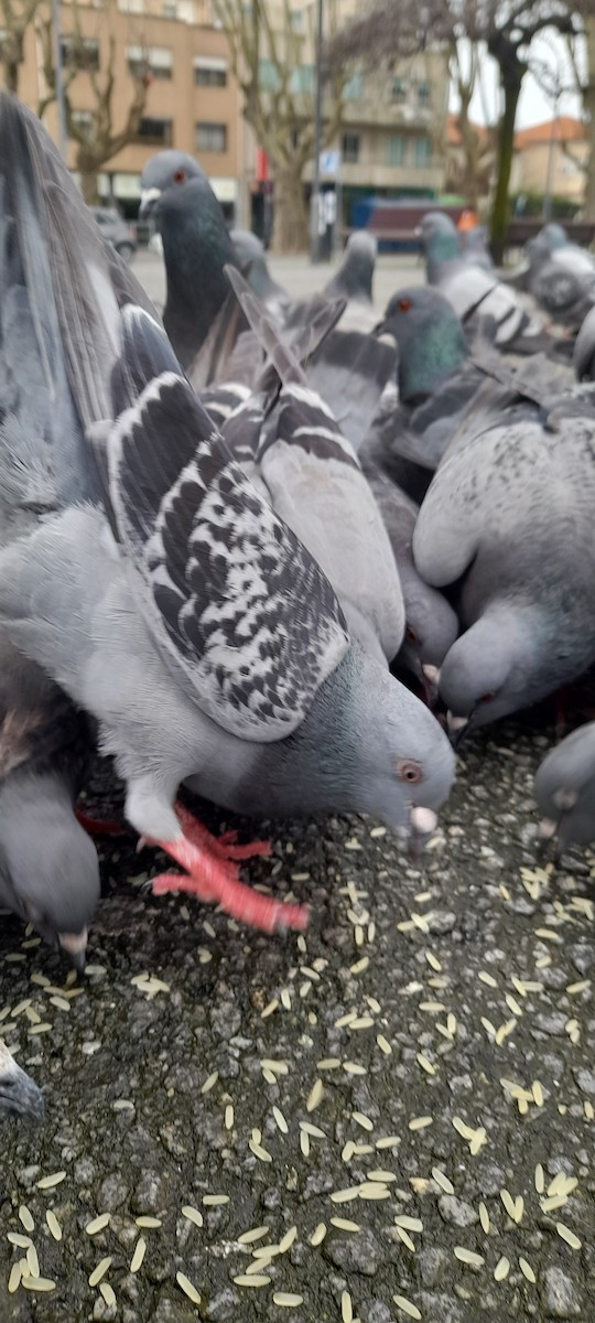 Rock Pigeon (Feral Pigeon) - ML304170611