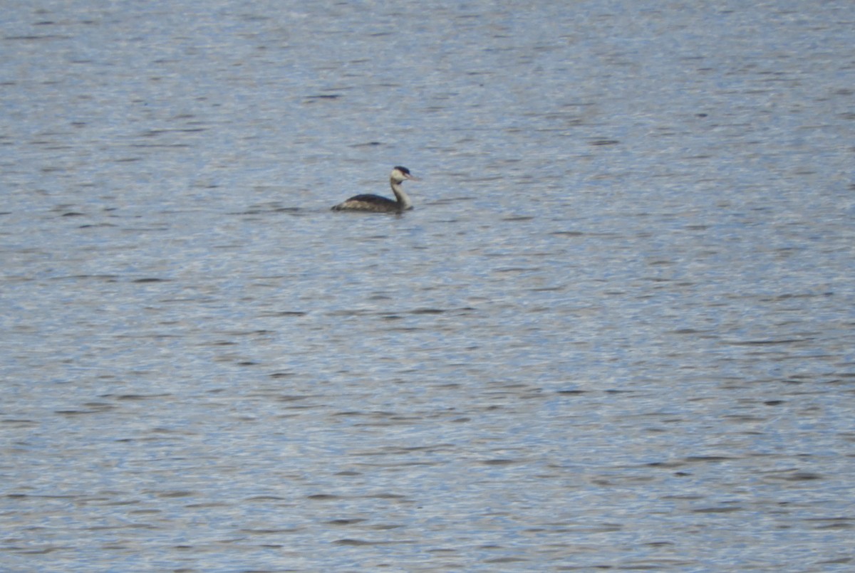 Great Crested Grebe - ML304170791