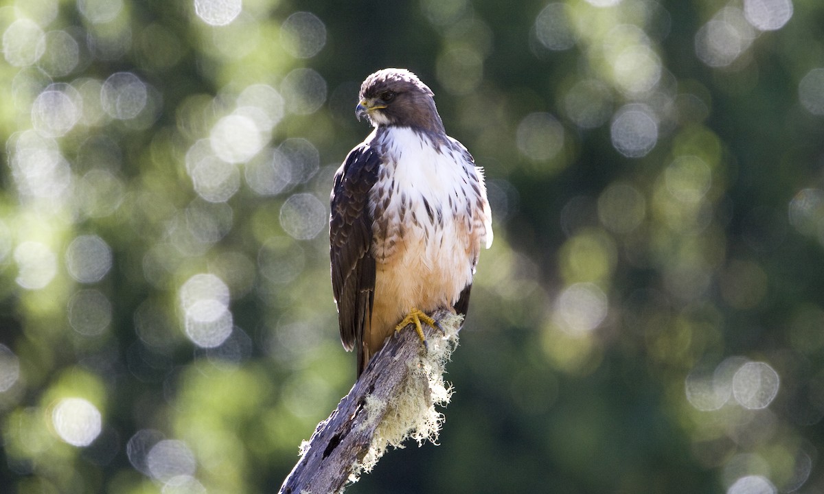 Red-tailed Hawk (costaricensis) - Brian Sullivan