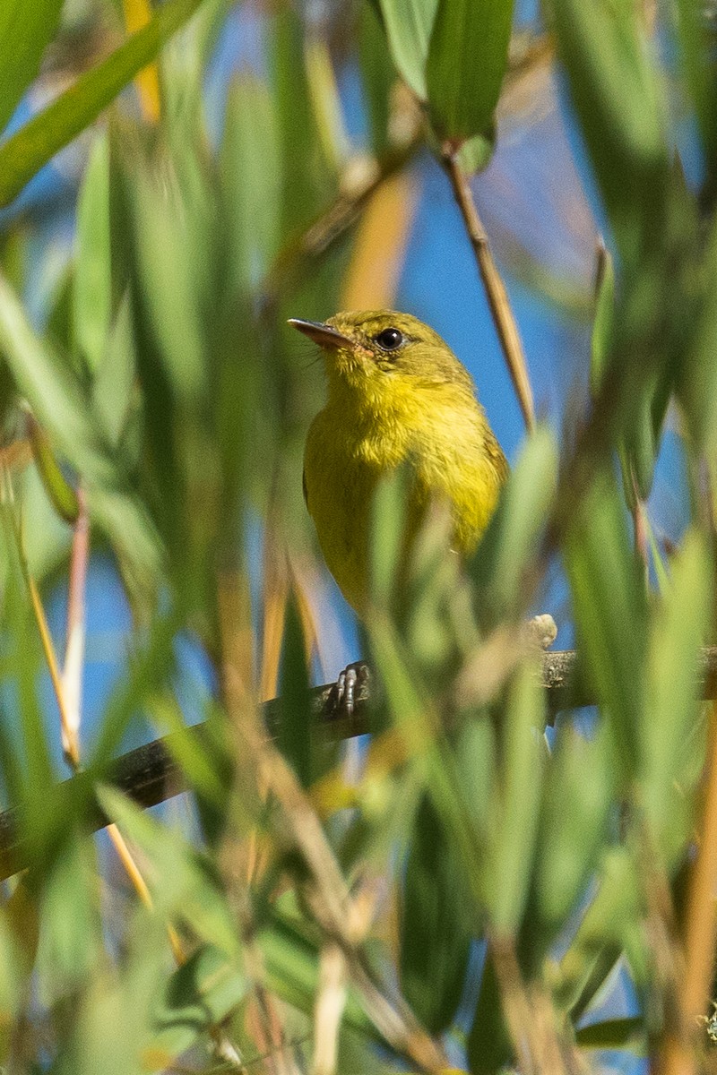 Mountain Yellow-Warbler - Francesco Veronesi