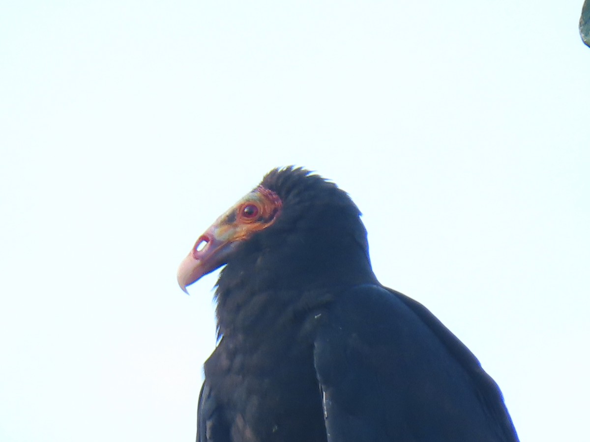 Lesser Yellow-headed Vulture - ML304174241