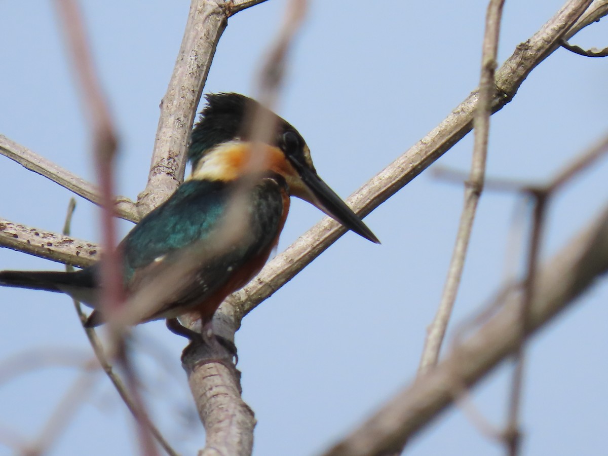 American Pygmy Kingfisher - ML304178281