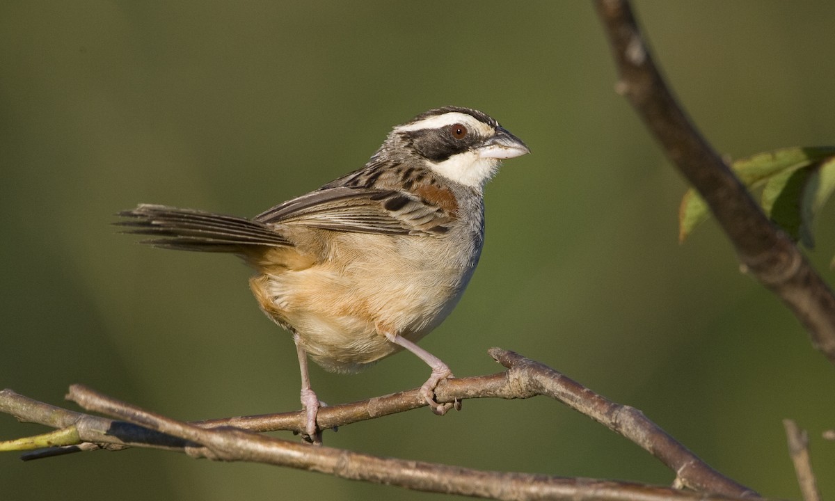 Stripe-headed Sparrow - ML30418071