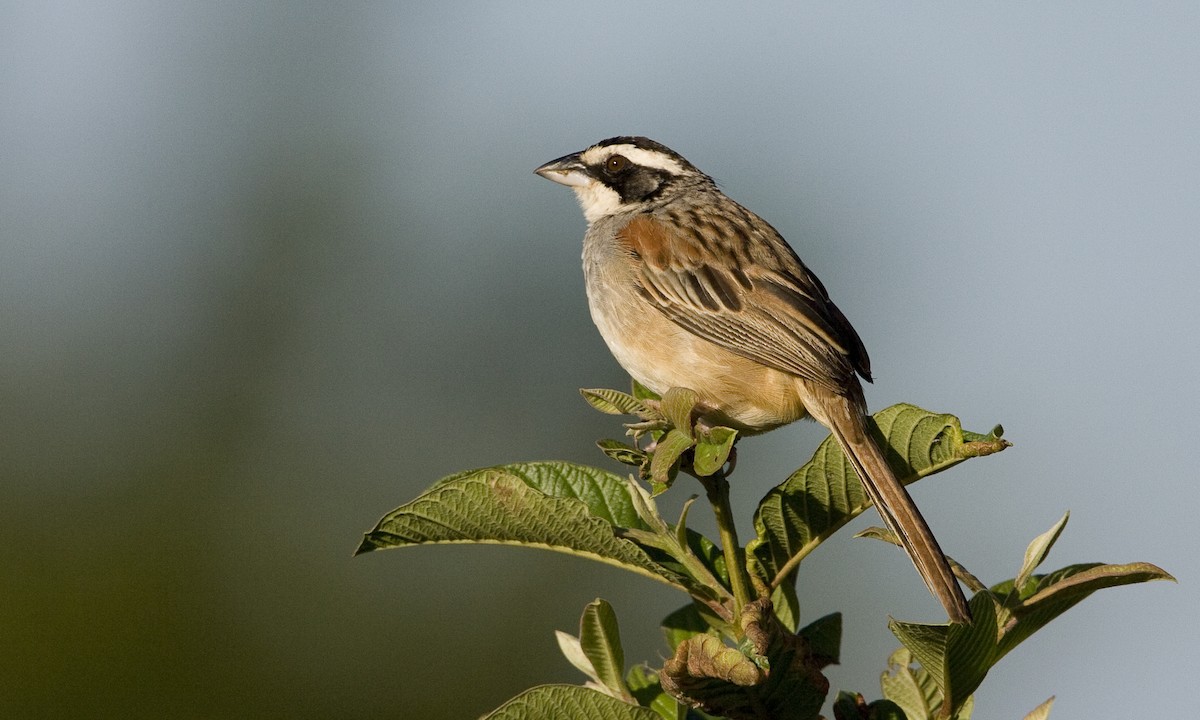 Stripe-headed Sparrow - ML30418081