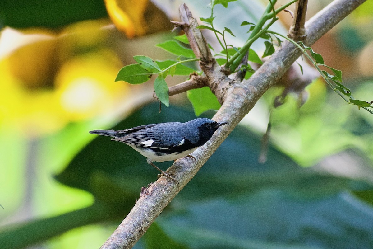 Black-throated Blue Warbler - Roberto Jovel