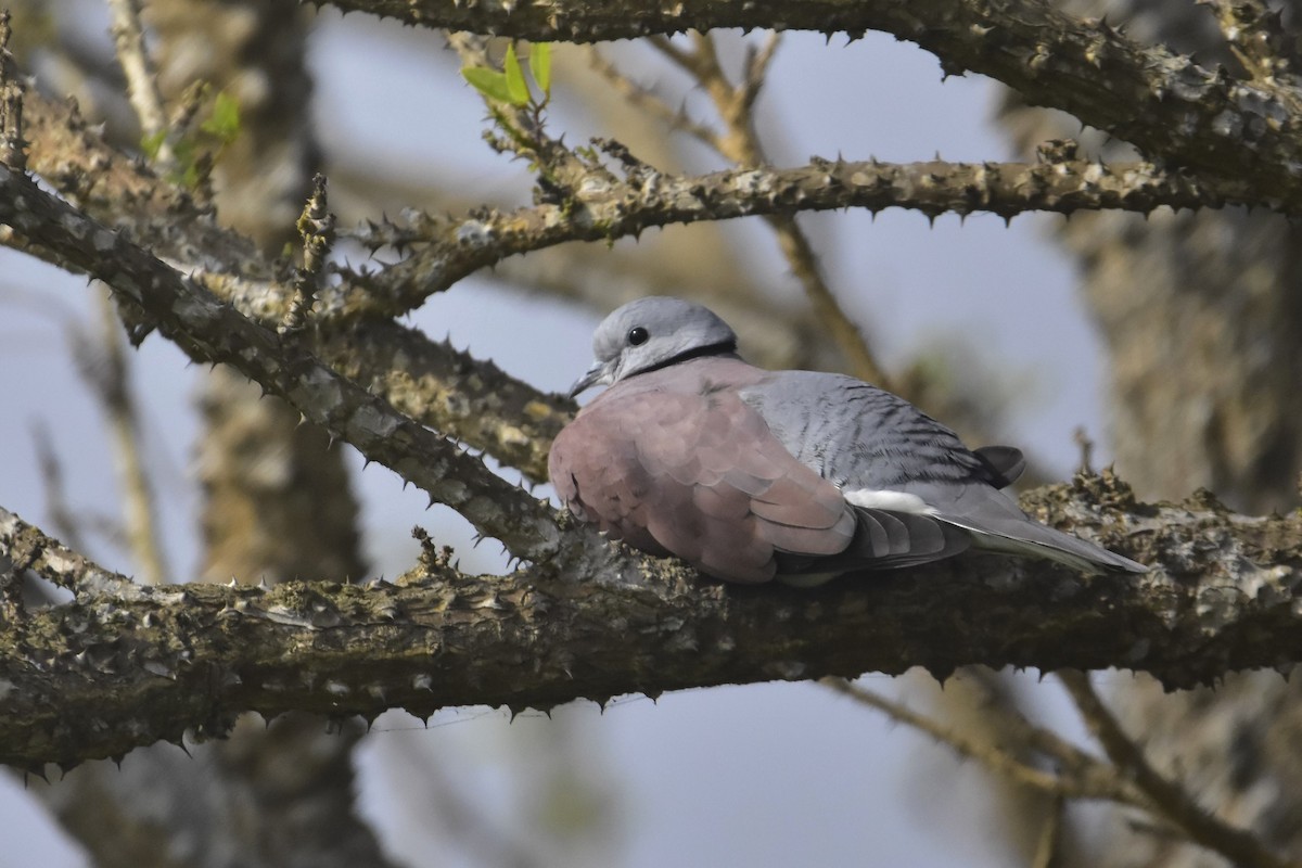 Red Collared-Dove - Seth Miller