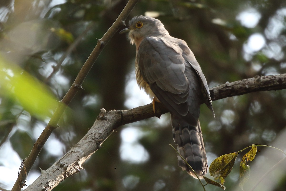 Common Hawk-Cuckoo - Rahul  Singh