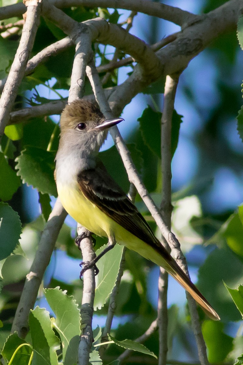 Great Crested Flycatcher - David Hill