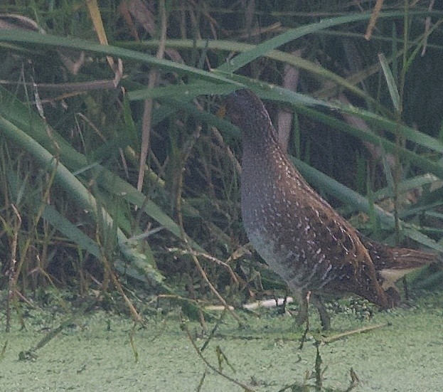 Spotted Crake - ML304195851