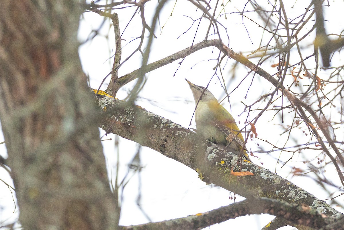 Gray-headed Woodpecker - ML304202881