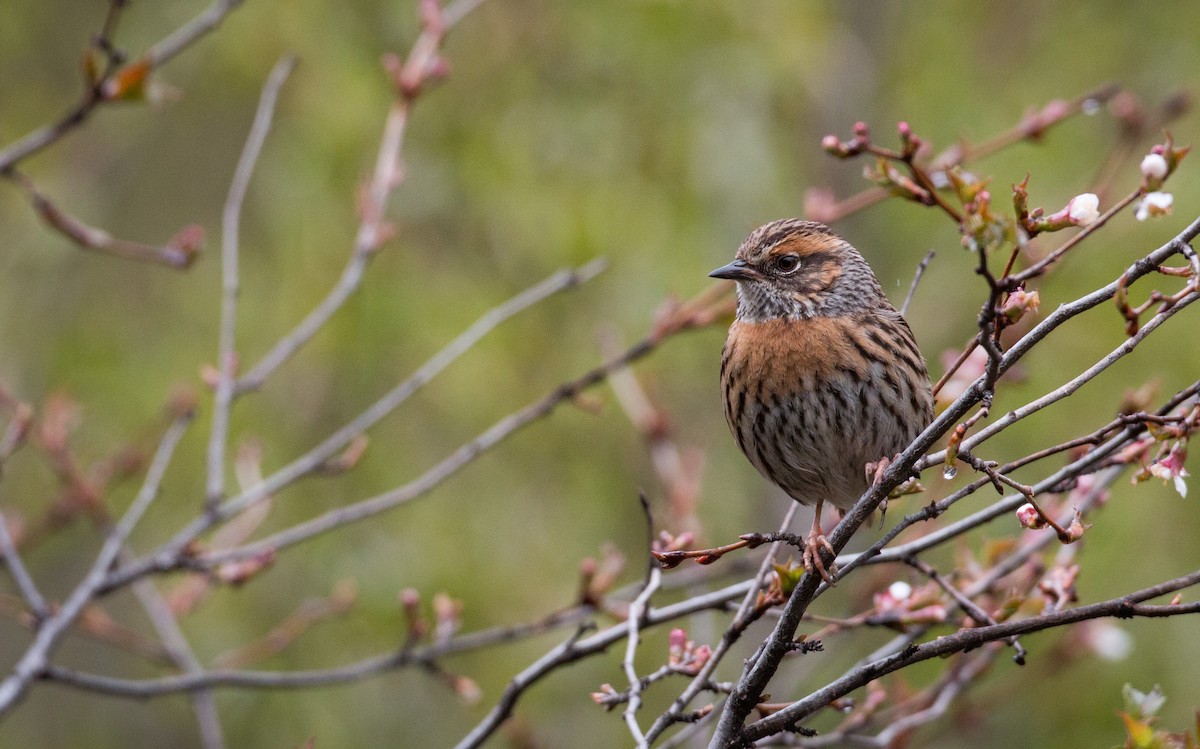 Rufous-breasted Accentor - ML30420631