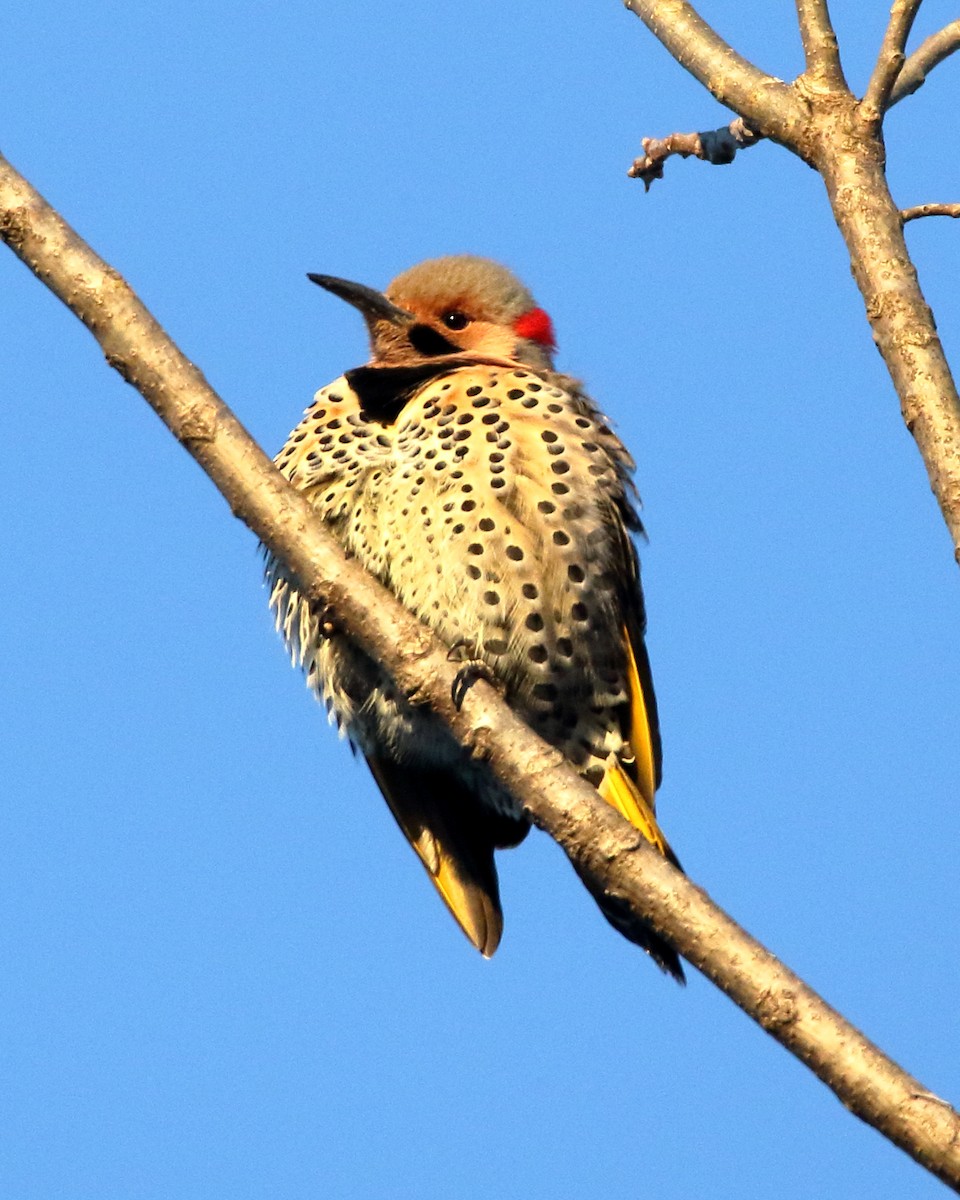 Northern Flicker (Yellow-shafted) - ML304210451