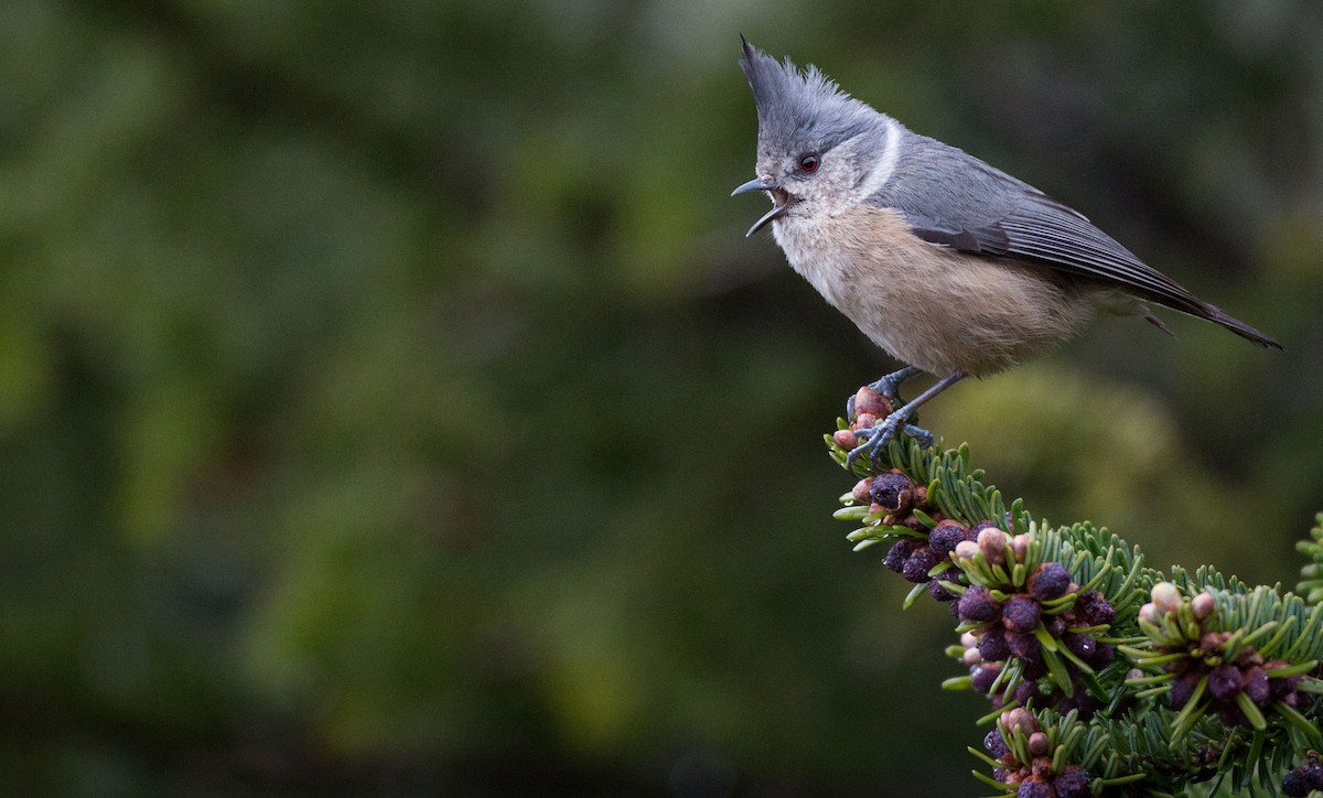 Gray-crested Tit - ML30421241