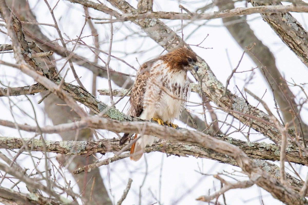 Red-tailed Hawk - ML304216531