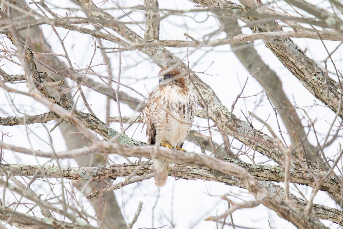 Red-tailed Hawk - ML304216541