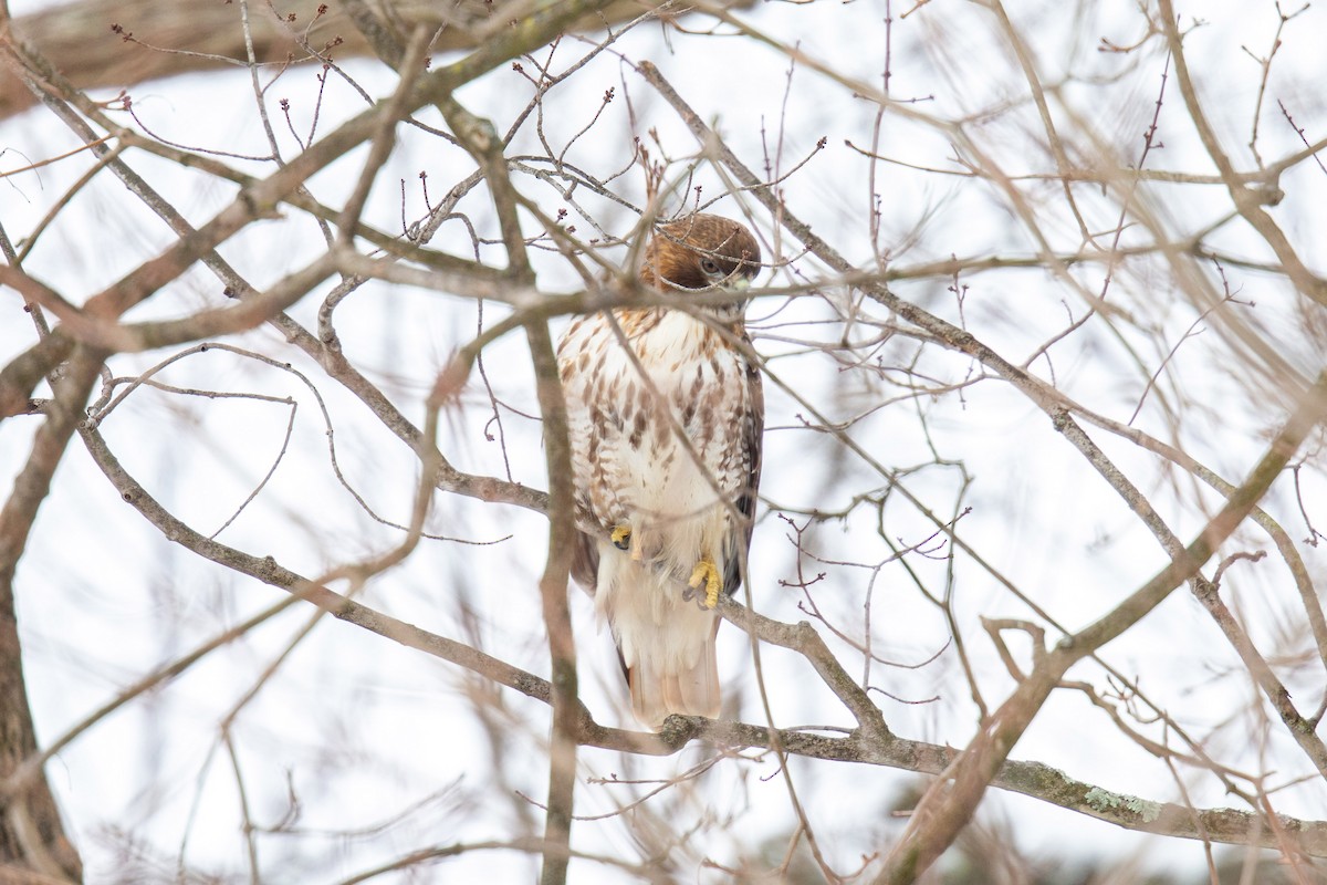 Red-tailed Hawk - ML304216551