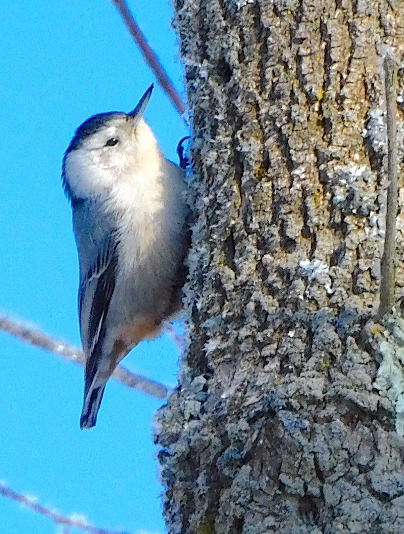 White-breasted Nuthatch - Lee Gray