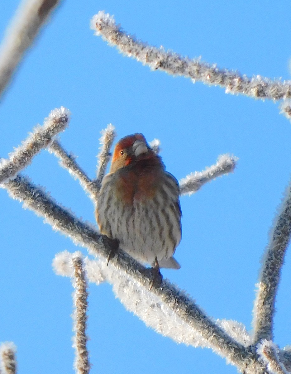 House Finch - Lee Gray