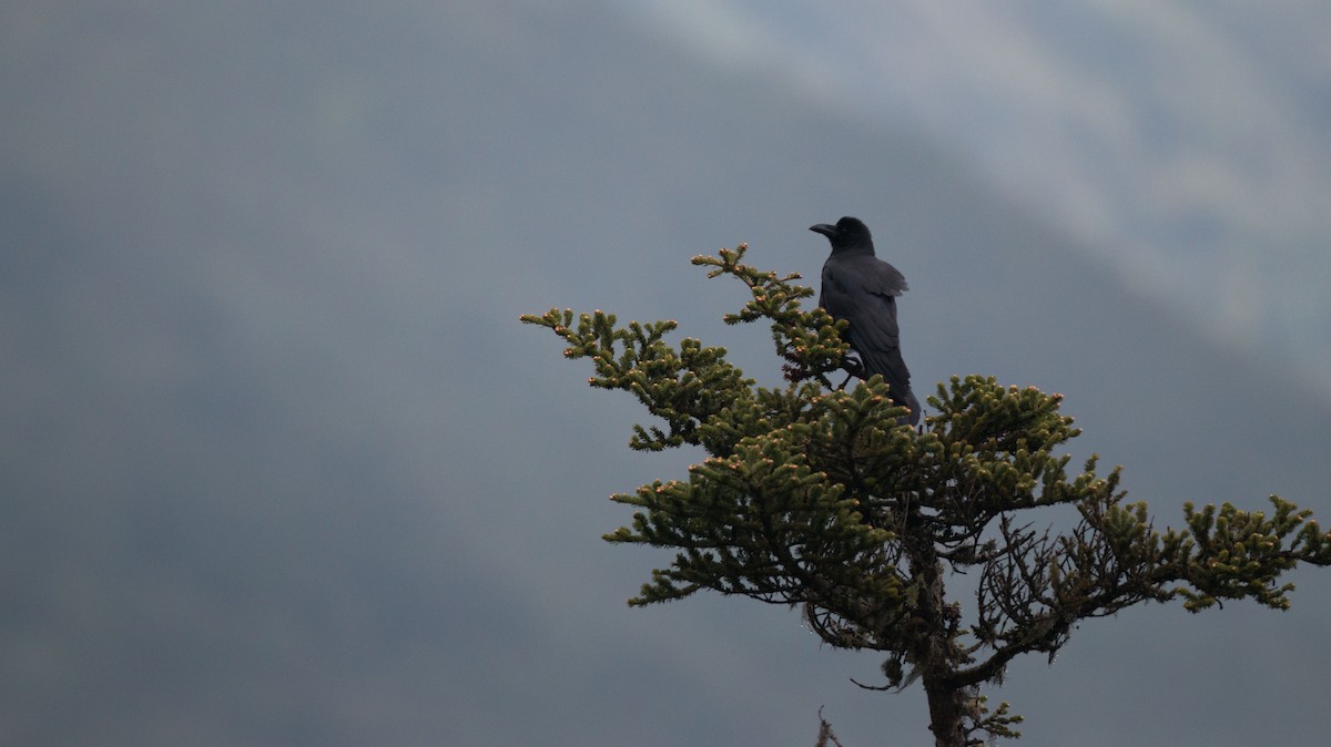Large-billed Crow (Large-billed) - Ian Davies