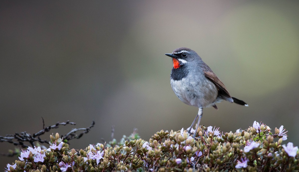 Chinese Rubythroat - Ian Davies