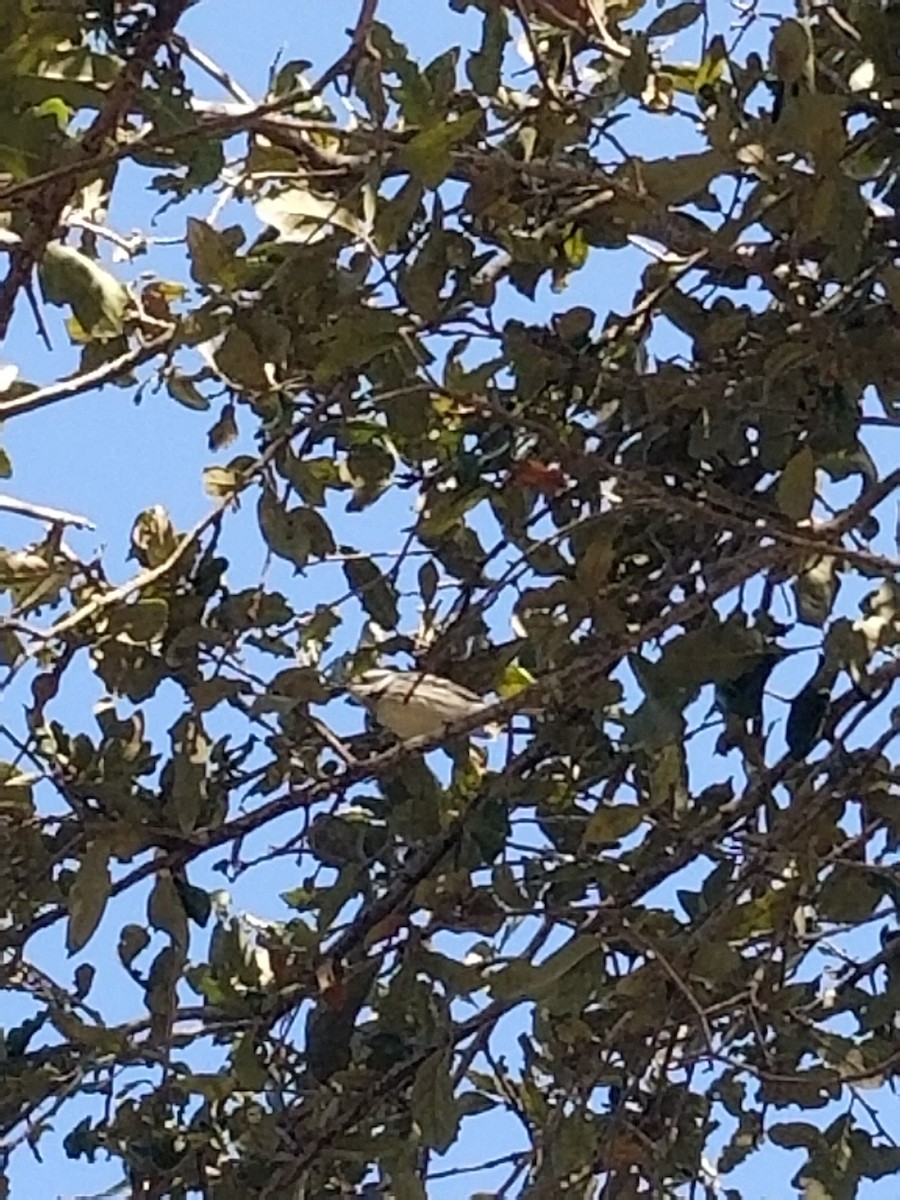 Black-throated Gray Warbler - ML304220691