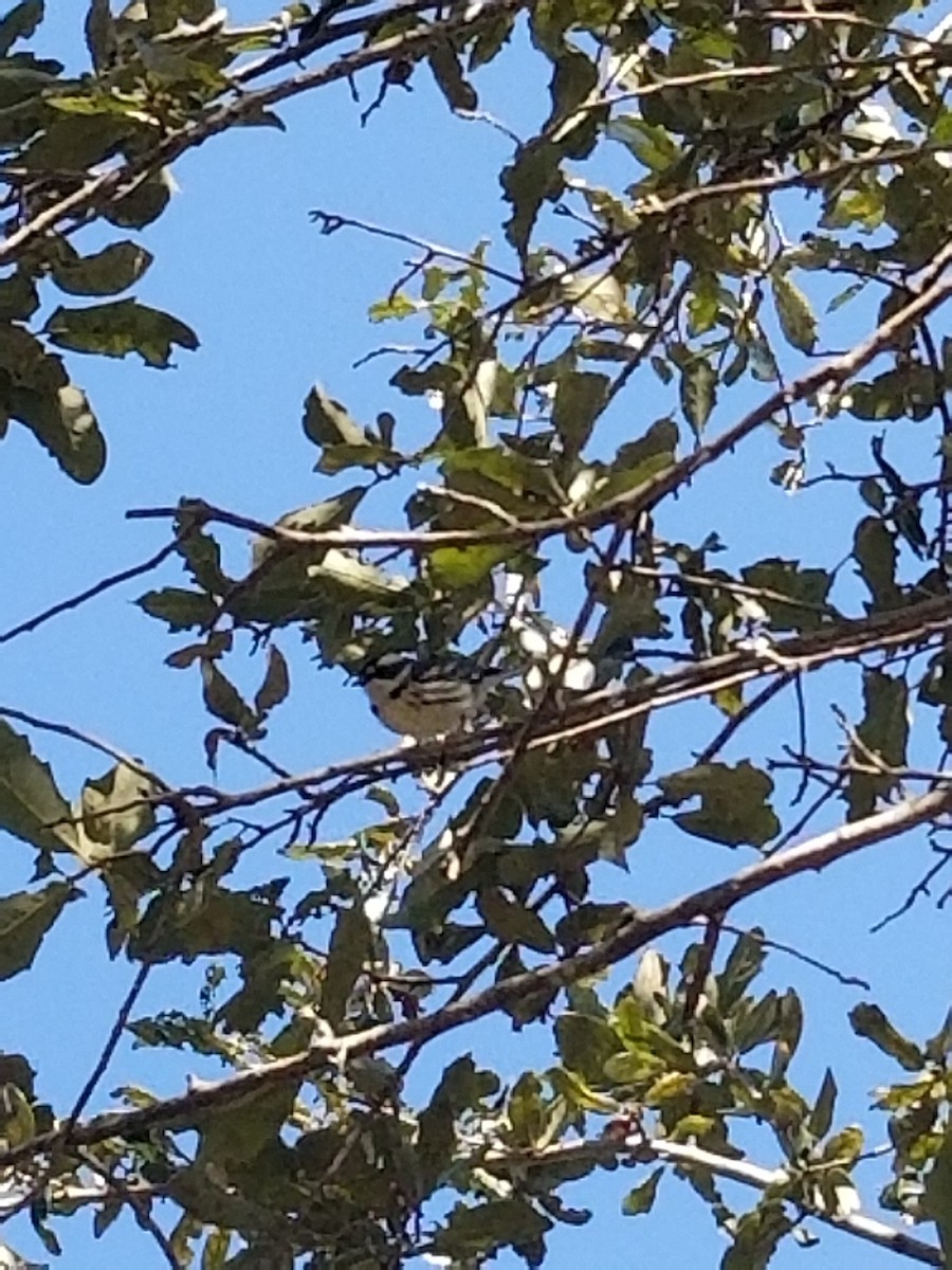 Black-throated Gray Warbler - ML304220721