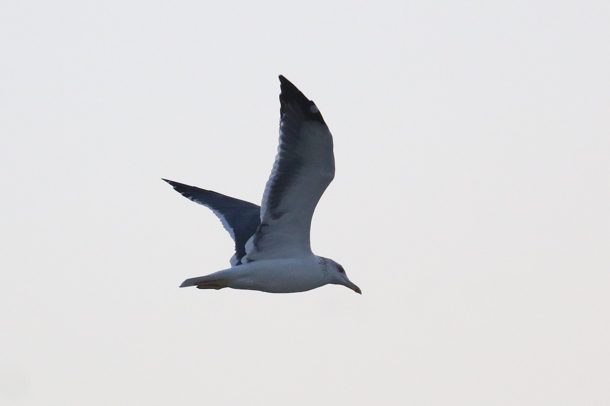 Lesser Black-backed Gull (Heuglin's) - ML304224781