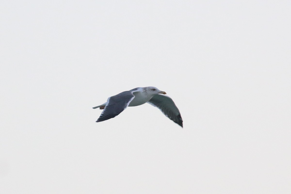 Lesser Black-backed Gull (Heuglin's) - ML304224791