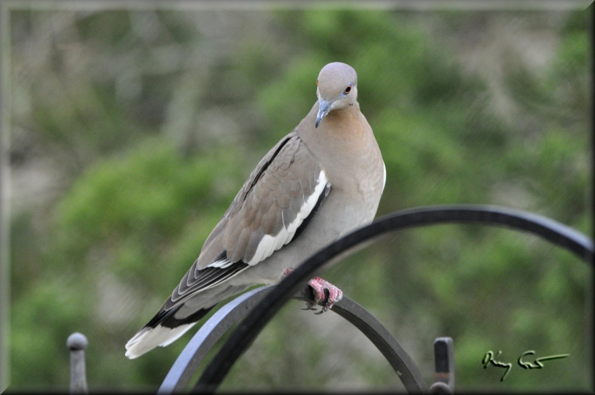 White-winged Dove - ML304233791