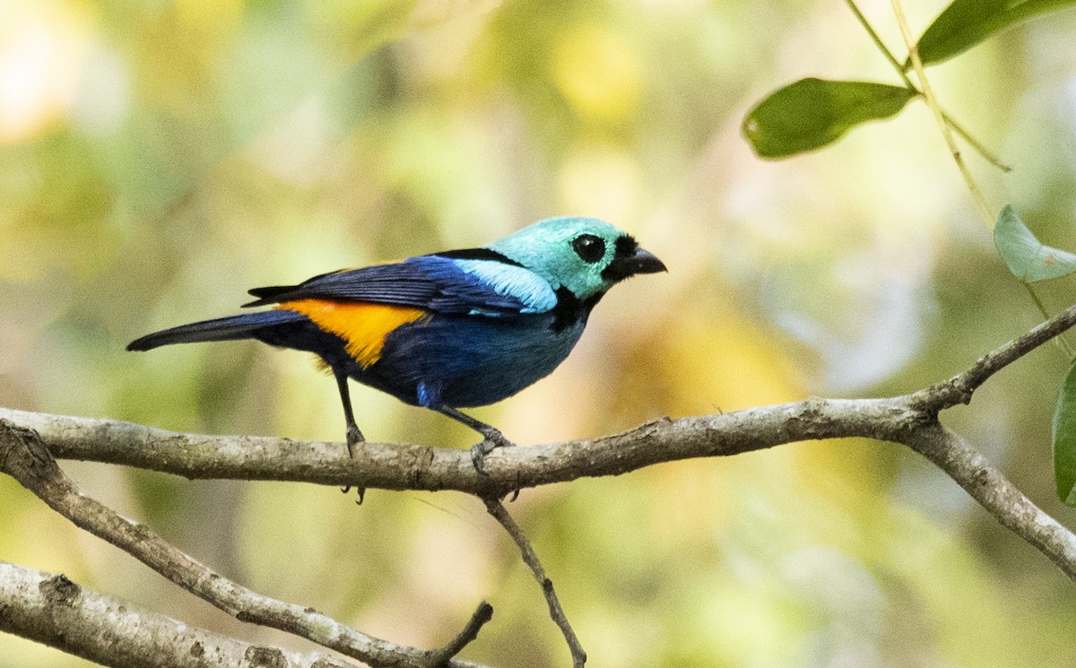 Seven-colored Tanager - ML304246581