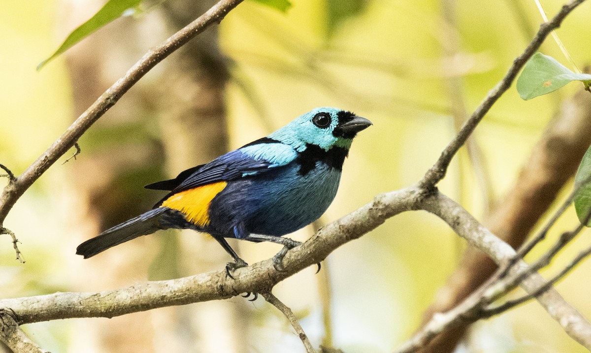 Seven-colored Tanager - ML304246741