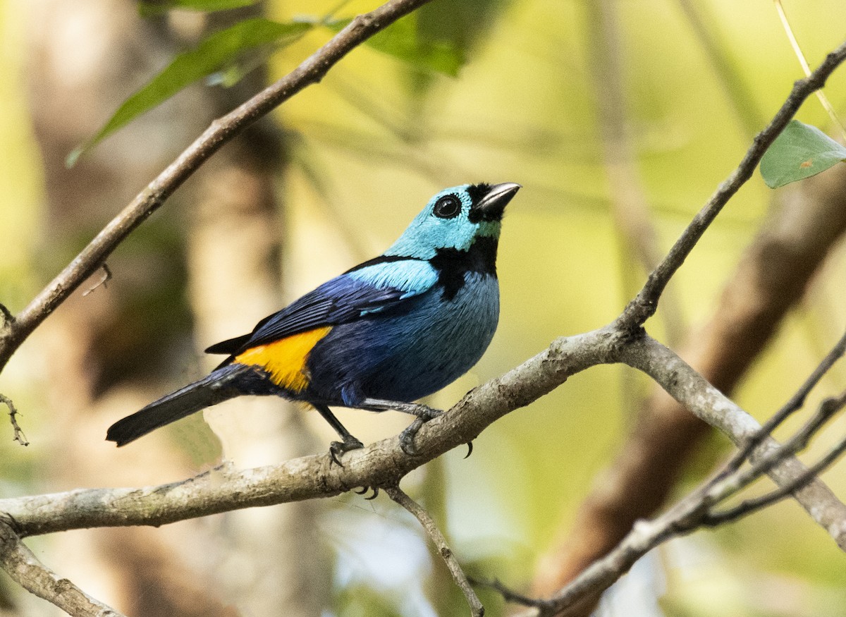 Seven-colored Tanager - ML304246911